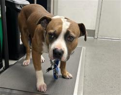 Shelter Stray Male Dog last seen JENNING ST X EGBERT, 1419 Bryant St, San Francisco, CA 94103, USA