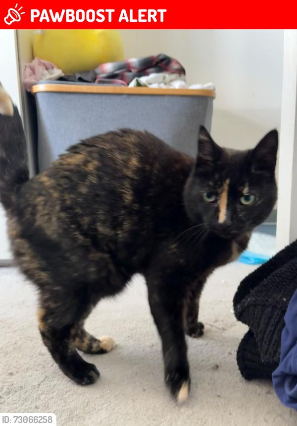 Lost Female Cat last seen Indoor cat, holiday home while owner away, Kent, England ME6 5LD