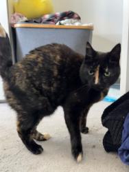 Lost Female Cat last seen Indoor cat, holiday home while owner away, Kent, England ME6 5LD