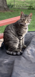 Lost Male Cat last seen Woodlawn & Perryton, Bel Aire, Bel Aire, KS 67220