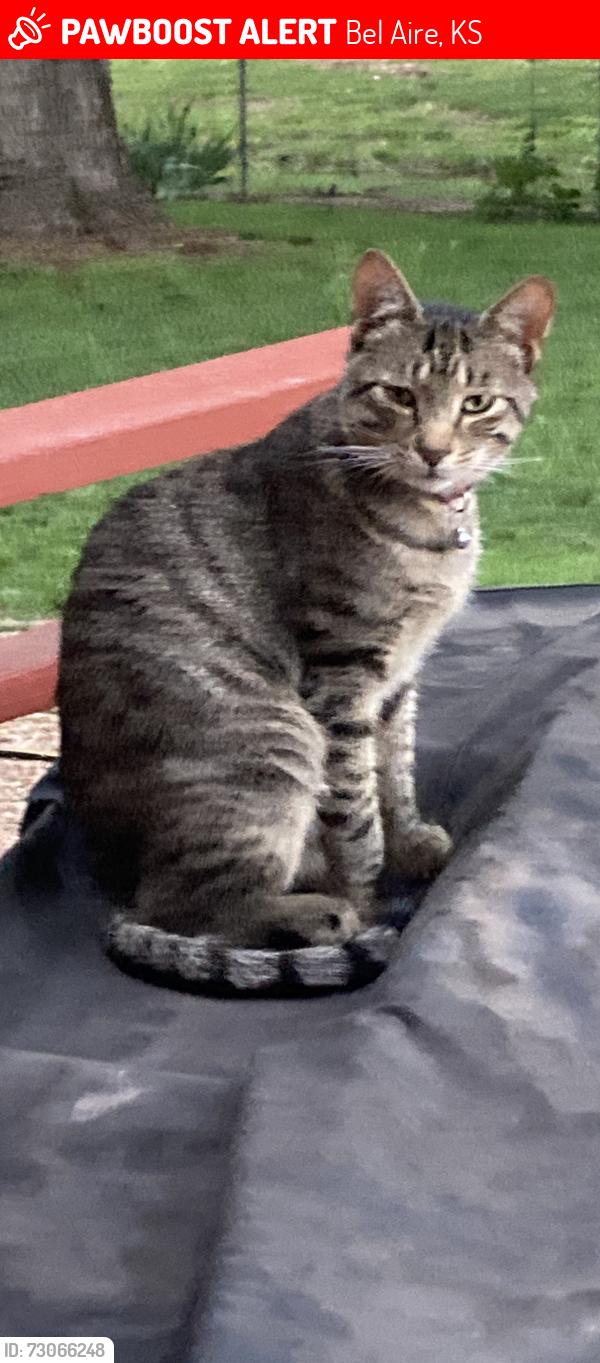 Lost Male Cat last seen Woodlawn & Perryton, Bel Aire, Bel Aire, KS 67220