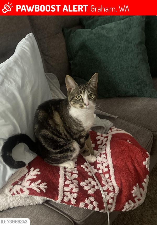 Lost Female Cat last seen Webster road, Graham, WA 98375