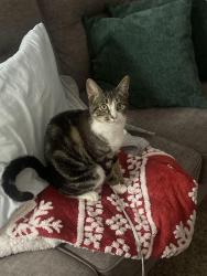 Lost Female Cat last seen Webster road, Graham, WA 98375