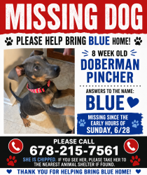Reunited Female Dog last seen Kyles Cir & Mary Dean, Hiram, GA 30141