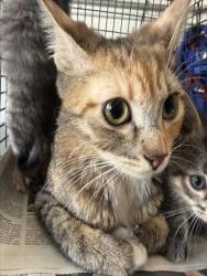Shelter Stray Female Cat last seen Near BLOCK N GUTHRIE ST, SAN BERNARDINO, CA, 92404, 333 Chandler Pl, San Bernardino, CA 92408, USA