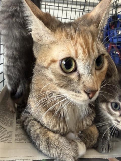 Shelter Stray Female Cat last seen Near BLOCK N GUTHRIE ST, SAN BERNARDINO, CA, 92404, 333 Chandler Pl, San Bernardino, CA 92408, USA