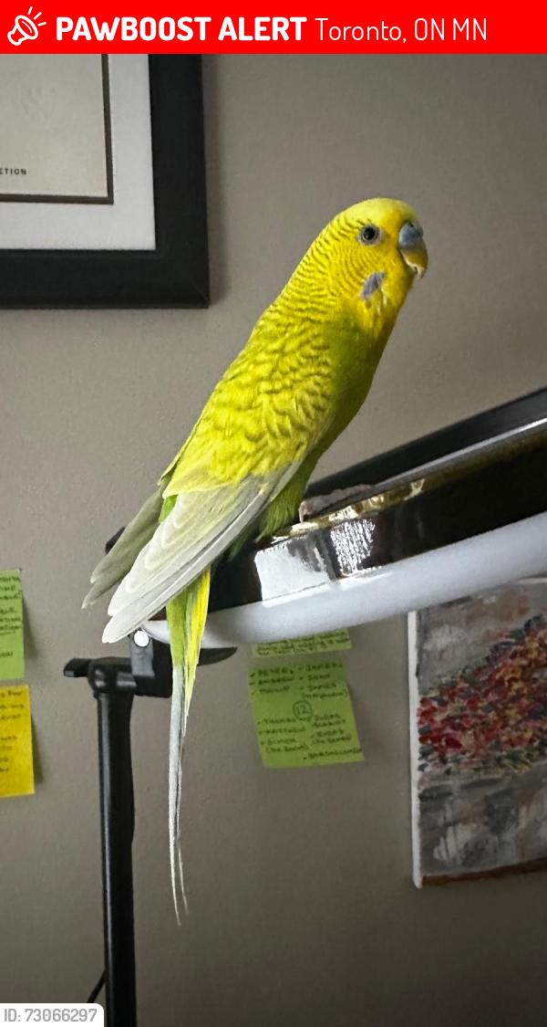 Lost Female Bird last seen Glendora Ave, North York, Toronto, ON M2N