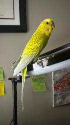 Lost Female Bird last seen Glendora Ave, North York, Toronto, ON M2N