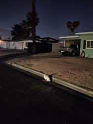Found/Stray Unknown Rabbit last seen Ave Evelita Palm Springs, Palm Springs, CA 92264