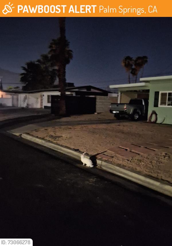 Found/Stray Unknown Rabbit last seen Ave Evelita Palm Springs, Palm Springs, CA 92264