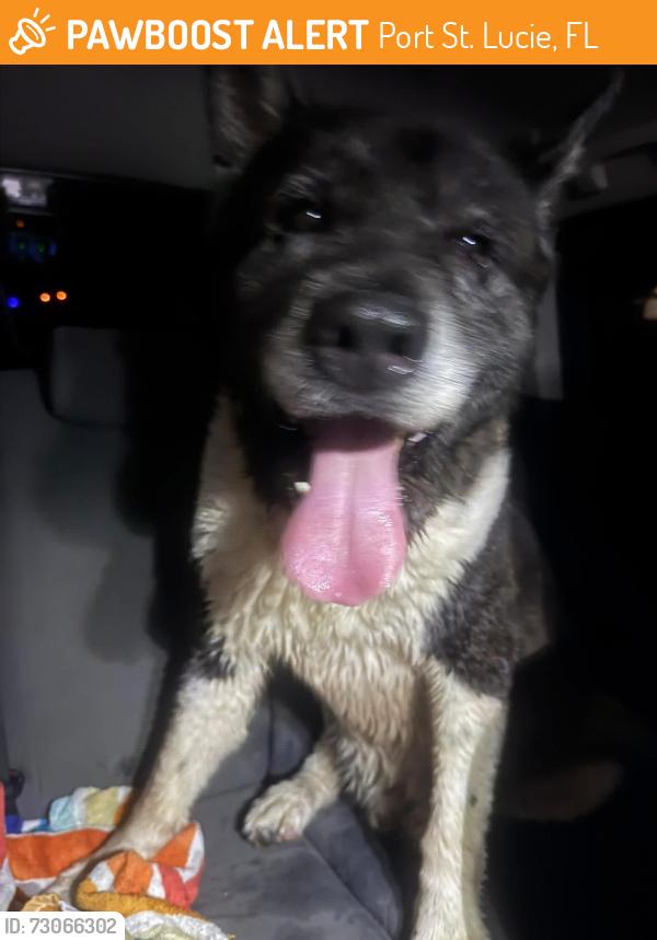 Found/Stray Male Dog last seen Airoso and sagamore, Port St. Lucie, FL 34983