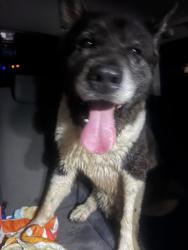 Found/Stray Male Dog last seen Airoso and sagamore, Port St. Lucie, FL 34983