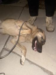 Found/Stray Male Dog last seen Near andromeda Ave NW, Albuquerque, NM 87114