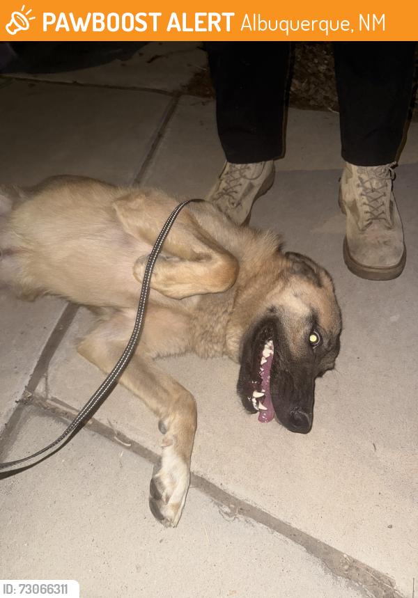 Found/Stray Male Dog last seen Near andromeda Ave NW, Albuquerque, NM 87114