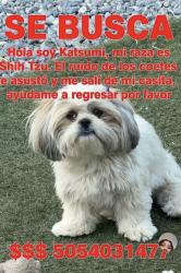 Lost Female Dog last seen Dirección cercana: 1650 Shadyside Dr SW, Albuquerque, NM 87105, Albuquerque, NM 87105