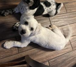 Lost Male Dog last seen Breezy parke ln Rosenberg texas, Rosenberg, TX 77469