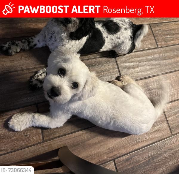 Lost Male Dog last seen Breezy parke ln Rosenberg texas, Rosenberg, TX 77469