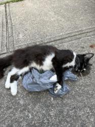 Found/Stray Female Cat last seen Left the fishers target a mile down the exit, Fishers, IN 46038