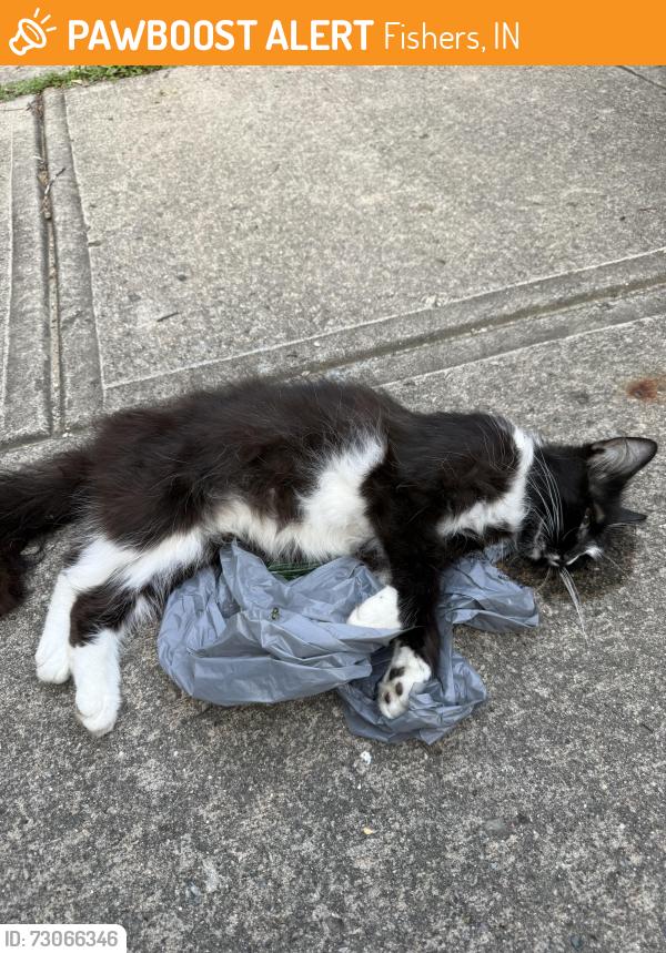 Found/Stray Female Cat last seen Left the fishers target a mile down the exit, Fishers, IN 46038