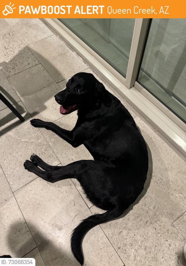 Found/Stray Unknown Dog last seen Ocotillo and Meridian, Queen Creek, AZ 85142