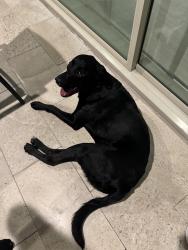 Found/Stray Unknown Dog last seen Ocotillo and Meridian, Queen Creek, AZ 85142