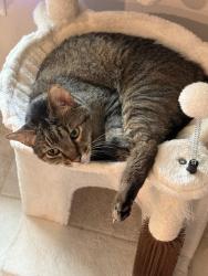 Lost Male Cat last seen Ashbel cove subdivision , Baytown, TX 77521
