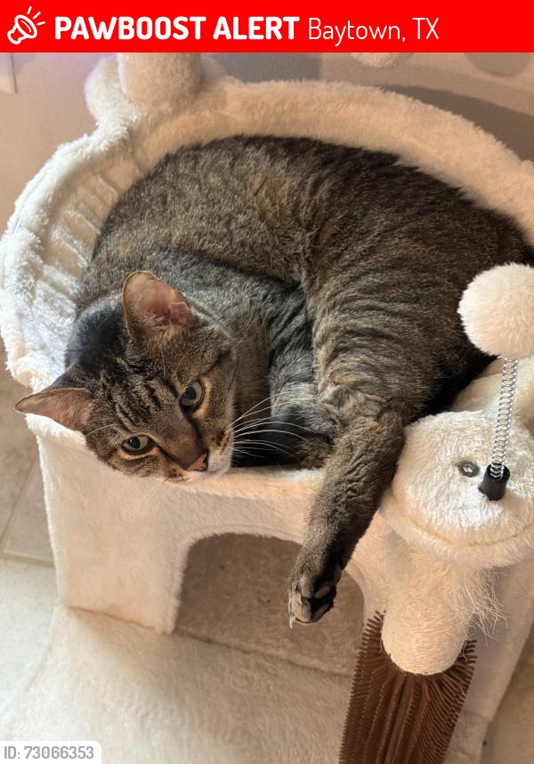 Lost Male Cat last seen Ashbel cove subdivision , Baytown, TX 77521