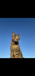 Reunited Male Cat last seen Coit and Outer Loop, Celina, TX 75009