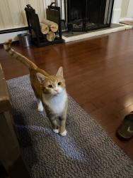 Reunited Male Cat last seen Palmer Rd & Ridgewood Terrace, Beverly, MA 01915