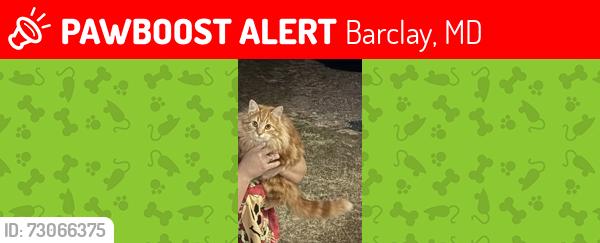Lost Male Cat last seen Barclay and sudlersville Maryland, Barclay, MD 21607
