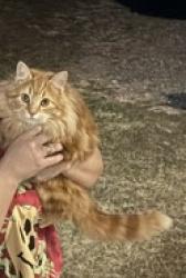 Lost Male Cat last seen Barclay and sudlersville Maryland, Barclay, MD 21607