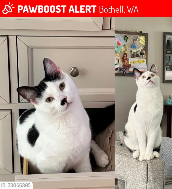 Lost Male Cat last seen Near NE 160th and 119th Ave NE, across from Northshore Middle School, Bothell, WA 98011