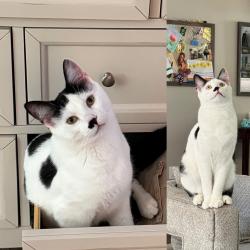 Lost Male Cat last seen Near NE 160th and 119th Ave NE, across from Northshore Middle School, Bothell, WA 98011