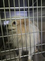 Shelter Stray Male Dog last seen , 1850 W 60th St, Los Angeles, CA 90047, USA