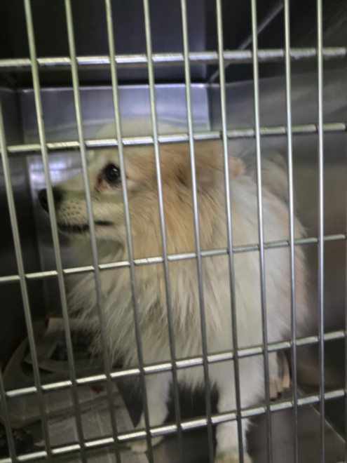 Shelter Stray Male Dog last seen , 1850 W 60th St, Los Angeles, CA 90047, USA