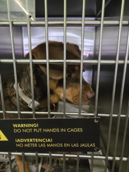 Shelter Stray Male Dog last seen , 1850 W 60th St, Los Angeles, CA 90047, USA