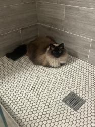 Lost Female Cat last seen Near ne 122nd pl, Kirkland, Kirkland, WA 98034