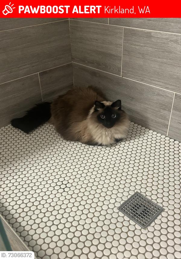 Lost Female Cat last seen Near ne 122nd pl, Kirkland, Kirkland, WA 98034