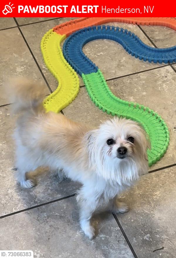 Lost Female Dog last seen East Horizon and Green way Rd, Henderson, NV 89015