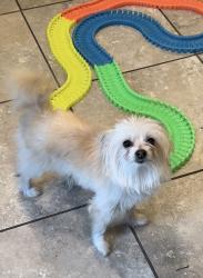 Lost Female Dog last seen East Horizon and Green way Rd, Henderson, NV 89015