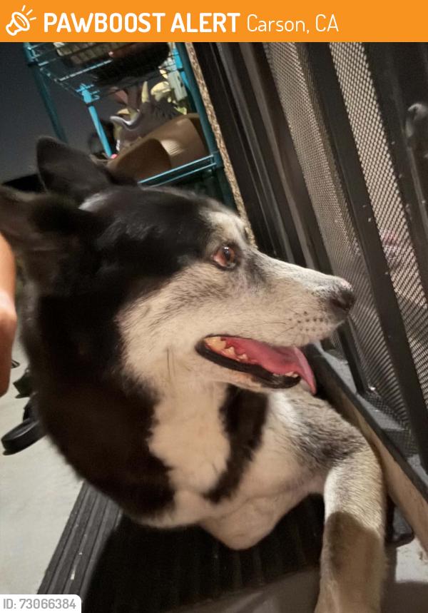 Found/Stray Male Dog last seen 228th and Catskill, Carson, CA 90745