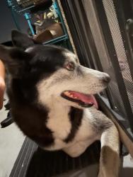 Found/Stray Male Dog last seen 228th and Catskill, Carson, CA 90745