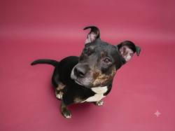 Shelter Stray Female Dog last seen , 1850 W 60th St, Los Angeles, CA 90047, USA