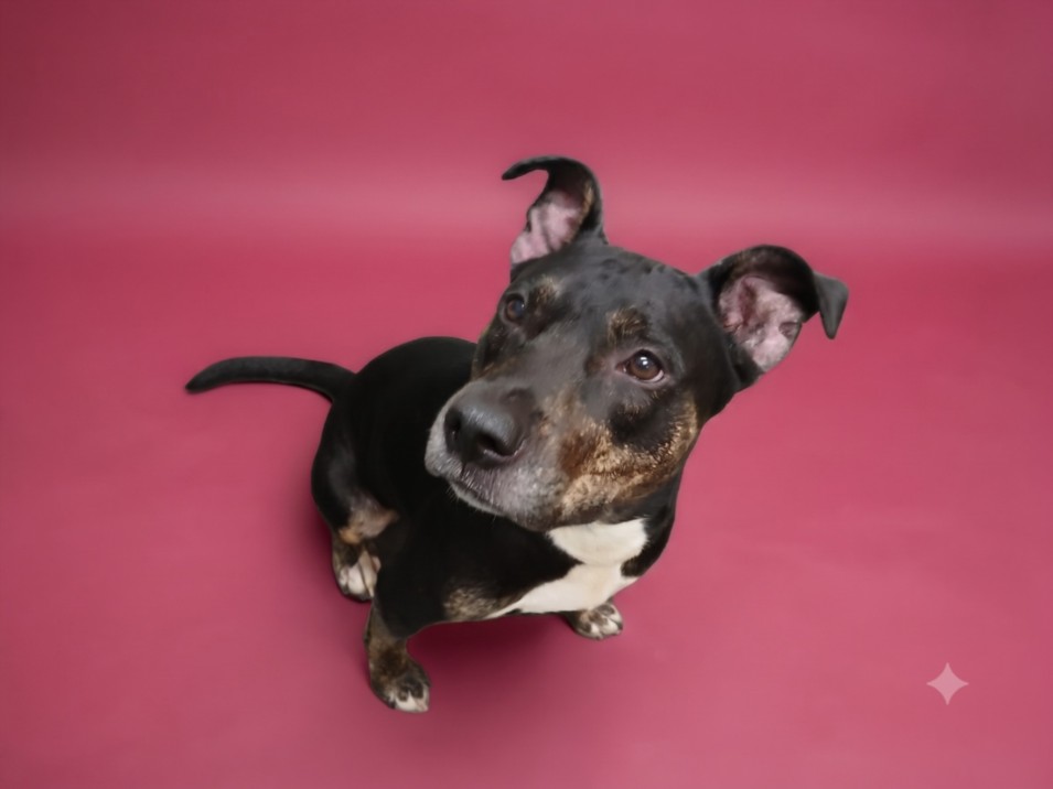 Shelter Stray Female Dog last seen , 1850 W 60th St, Los Angeles, CA 90047, USA