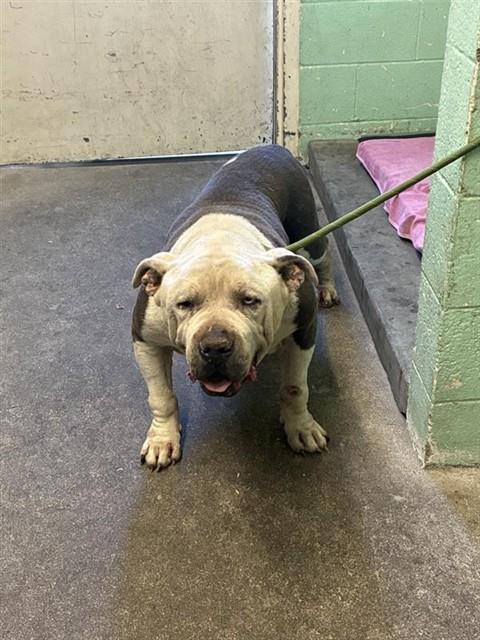 Shelter Stray Male Dog last seen VERN ST & TAYLOR ST, 2127 Front St, Sacramento, CA 95818, USA