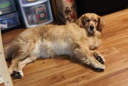 Lost Male Dog last seen Newbury Hollow apmts, Syracuse, NY 13210