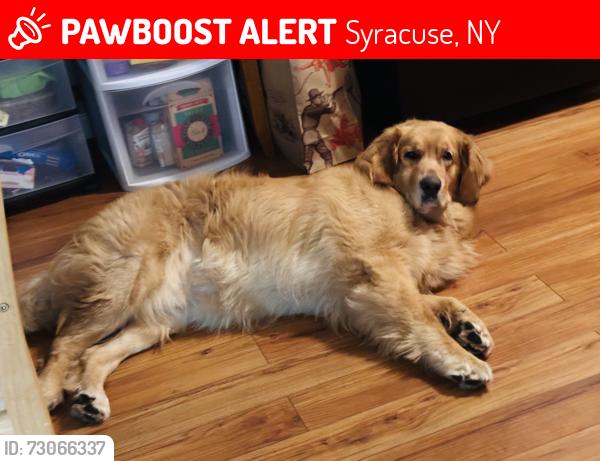 Lost Male Dog last seen Newbury Hollow apmts, Syracuse, NY 13210