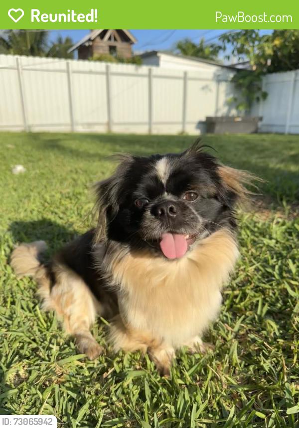 Reunited Male Dog last seen Pembroke Pines , Pembroke Pines, FL 33023