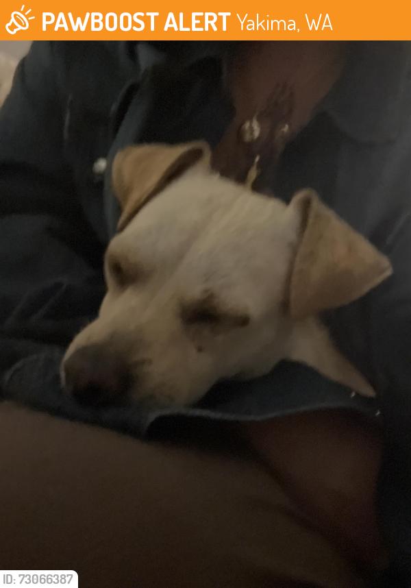 Found/Stray Male Dog last seen 9th St and Yakima Ave, Yakima, WA 98901