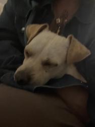 Found/Stray Male Dog last seen 9th St and Yakima Ave, Yakima, WA 98901